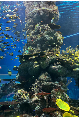 Admiring the beauty of the underwater world