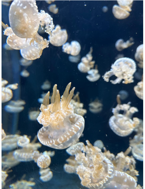 Admiring the beauty of the underwater world